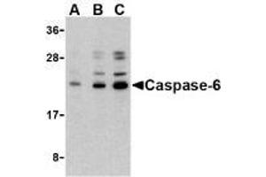 Western blot analysis of caspase-6 in Jurkat cell lysate with AP30202PU-N caspase-6 antibody at (A) 0. (Caspase 6 anticorps  (N-Term))