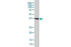 ASNA1 monoclonal antibody (M03), clone 2H3 Western Blot analysis of ASNA1 expression in HeLa .