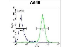 GTPBP8 Antibody (Center) (ABIN654550 and ABIN2844261) flow cytometric analysis of A549 cells (right histogram) compared to a negative control cell (left histogram).