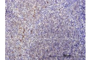 Immunoperoxidase of purified MaxPab antibody to LY86 on formalin-fixed paraffin-embedded human tonsil.