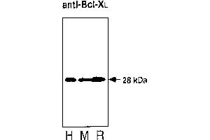 Western blot analysis of thymocytes from  and rat. (BCL2L1 anticorps)