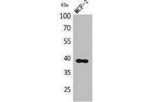 Western Blot analysis of MCF-7 cells using Nov Polyclonal Antibody. (NOV anticorps  (Internal Region))