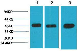 Western Blot (WB) analysis of 1) HeLa, 2)3T3, 3) Rat Brain Tissue with MEK2 Mouse Monoclonal Antibody diluted at 1:2000. (MEK2 anticorps)