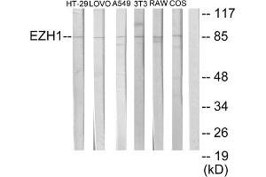 Western blot analysis of extracts from HT-29 cells, LOVO cells, A549 cells, NIH-3T3 cells, RAW264. (EZH1 anticorps  (Internal Region))