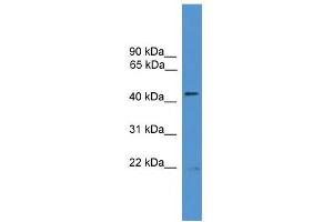 WB Suggested Anti-ATG4B Antibody Titration: 0. (ATG4B anticorps  (N-Term))