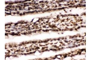 IHC testing of frozen rat small intestine tissue with LMNB1 antibody. (Lamin B1 anticorps  (AA 266-583))
