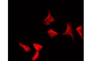 ABIN6267589 staining HepG2 by IF/ICC.