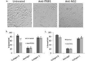 COL6-mediated spreading requires ITGB1, not NG2.