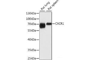 Western blot analysis of extracts of various cell lines using CXCR1 Polyclonal Antibody at dilution of 1:1000. (CXCR1 anticorps)