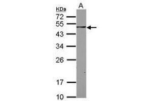 Image no. 2 for anti-SH3-Domain Binding Protein 5 (SH3BP5) (AA 108-455) antibody (ABIN1500916) (SH3BP5 anticorps  (AA 108-455))