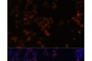 anti-Zyxin (ZYX) antibody