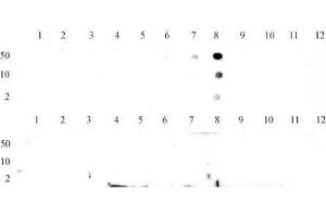 Histone H3 trimethyl Lys9 antibody tested by dot blot analysis. (Histone 3 anticorps  (H3K9me3))