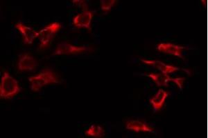 ABIN6274719 staining NIH-3T3 by IF/ICC. (MRPS17 anticorps  (Internal Region))