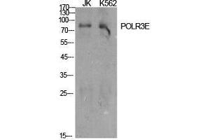 Western Blot (WB) analysis of specific cells using POLR3E Polyclonal Antibody. (POLR3E anticorps  (Internal Region))