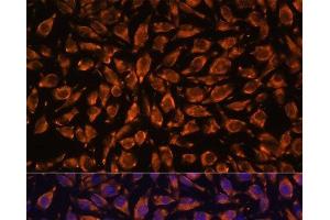 Immunofluorescence analysis of L929 cells using LRRC7 Polyclonal Antibody at dilution of 1:100.