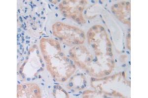 Used in DAB staining on fromalin fixed paraffin- embedded Kidney tissue (PTPN7 anticorps  (AA 52-314))