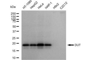 Western blotting analysis using DUT antibody (ABIN7798312).