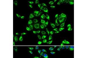Immunofluorescence analysis of U2OS cells using RPS16 Polyclonal Antibody (RPS16 anticorps)