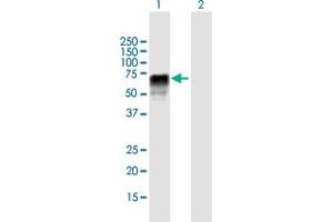 Western Blot analysis of ZRSR2 expression in transfected 293T cell line by ZRSR2 MaxPab polyclonal antibody.