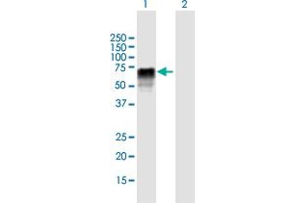 ZRSR2 Antikörper  (AA 1-482)