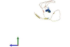 AlphaFold protein structure predicition of Human Recombinant GOLM1 Protein, UniprotID Q8NBJ4