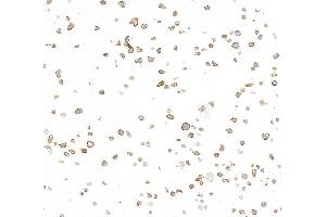 Immunocytochemistry (ICC) image for anti-CD5 (CD5) (AA 445-495) antibody (ABIN7454003) (Recombinant CD5 anticorps  (AA 445-495))