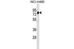 Western Blotting (WB) image for anti-Nucleosome Assembly Protein 1-Like 3 (NAP1L3) antibody (ABIN2999483) (NAP1L3 anticorps)