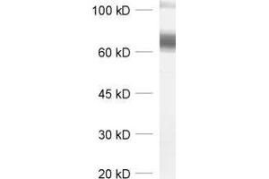 dilution: 1 : 1000, sample: synaptic membrane fraction (LP1) of rat brain (SLC6A11 anticorps)