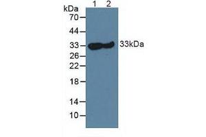 Figure. (CA3 anticorps  (AA 2-260))