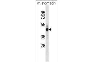 Mouse Mst4 Antibody (Center) (ABIN657993 and ABIN2846939) western blot analysis in mouse stomach tissue lysates (35 μg/lane). (STK26/MST4 anticorps  (AA 271-299))