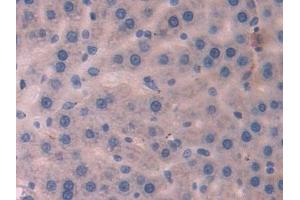 Detection of PLA2G2D in Rat Liver Tissue using Polyclonal Antibody to Phospholipase A2, Group IID (PLA2G2D)