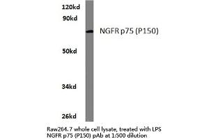 Western blot (WB) analysis of NGFR p75 antibody (Cat-No. (NGFR anticorps)
