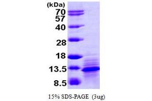 SDS-PAGE (SDS) image for Chemokine (C-C Motif) Ligand 1 (CCL1) (AA 24-96) protein (His tag) (ABIN667883)