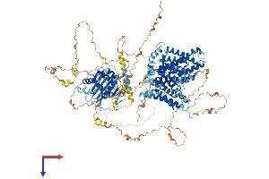 AlphaFold protein structure predicition of Human Recombinant SLC4A3 Protein, UniprotID P48751