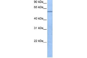 TRAF3IP3 antibody used at 1 ug/ml to detect target protein.
