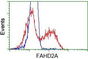 HEK293T cells transfected with either pCMV6-ENTRY FAHD2A (RC211128) (Red) or empty vector control plasmid (Blue) were immunostained with anti-FAHD2A mouse monoclonal (ABIN2453022), and then analyzed by flow cytometry. (FAHD2A anticorps)
