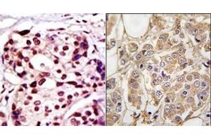 Image no. 1 for anti-X-Linked Inhibitor of Apoptosis (XIAP) (N-Term) antibody (ABIN358604)