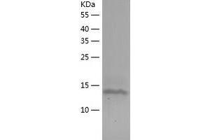 Western Blotting (WB) image for Fms-Related tyrosine Kinase 3 Ligand (FLT3LG) (AA 27-181) protein (His-IF2DI Tag) (ABIN7122983)