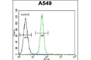 FBXO24 Antibody (Center) (ABIN654961 and ABIN2844600) flow cytometric analysis of A549 cells (right histogram) compared to a negative control cell (left histogram). (FBXO24 anticorps  (AA 118-145))