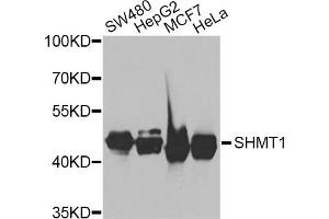 Western blot analysis of extracts of various cell lines, using SHMT1 antibody (ABIN5975171) at 1/1000 dilution. (SHMT1 anticorps)