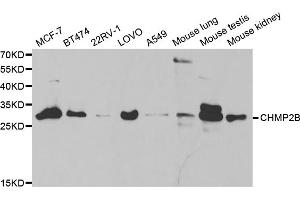 Western blot analysis of extracts of various cell lines, using CHMP2B antibody. (CHMP2B anticorps)