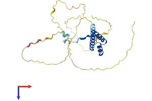 AlphaFold protein structure predicition of Human Recombinant MSX2 Protein, UniprotID P35548