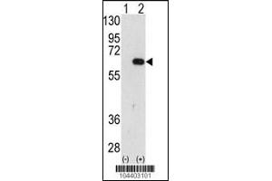 Western blot analysis of AMFR using AMFR Antibody using 293 cell lysates (2 ug/lane) either nontransfected (Lane 1) or transiently transfected with the AMFR gene (Lane 2). (GPI anticorps  (AA 571-601))