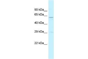 WB Suggested Anti-Srp54a Antibody Titration: 1. (Signal Recognition Particle 54A (SRP54A) (C-Term) anticorps)