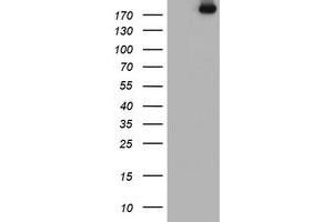Image no. 2 for anti-Ubiquitin Specific Peptidase 9, X-Linked (USP9X) (AA 2246-2570) antibody (ABIN1491228) (USP9X anticorps  (AA 2246-2570))