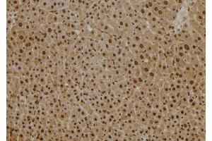 ABIN6277607 at 1/100 staining Mouse liver tissue by IHC-P. (PSMB2 anticorps  (Internal Region))
