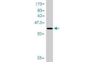 Western Blot detection against Immunogen (41.