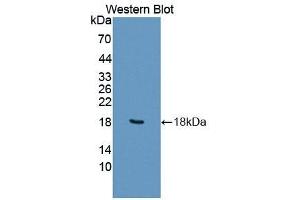 Detection of Recombinant FIS1, Human using Polyclonal Antibody to Fission 1 (FIS1) (Fission 1 anticorps  (AA 1-117))
