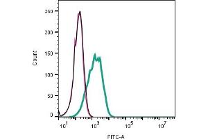 Cell surface detection of Ephrin-B1 in live intact human  megakaryoblastic leukemia cells:Cells. (Ephrin B1 anticorps  (Extracellular))