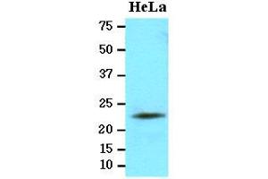Western Blotting (WB) image for anti-Lipopolysaccharide-Induced Tumor Necrosis Factor-alpha Factor (LITAF) (AA 1-161), (N-Term) antibody (ABIN371885)
